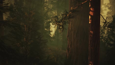Loop-Riesenmammutbäume-Im-Sommer-Im-Sequoia-Nationalpark,-Kalifornien